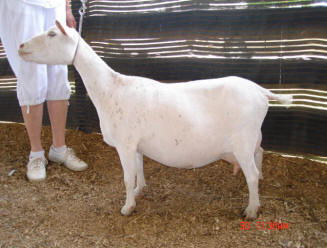 Woodhaven Farms Cowgirl